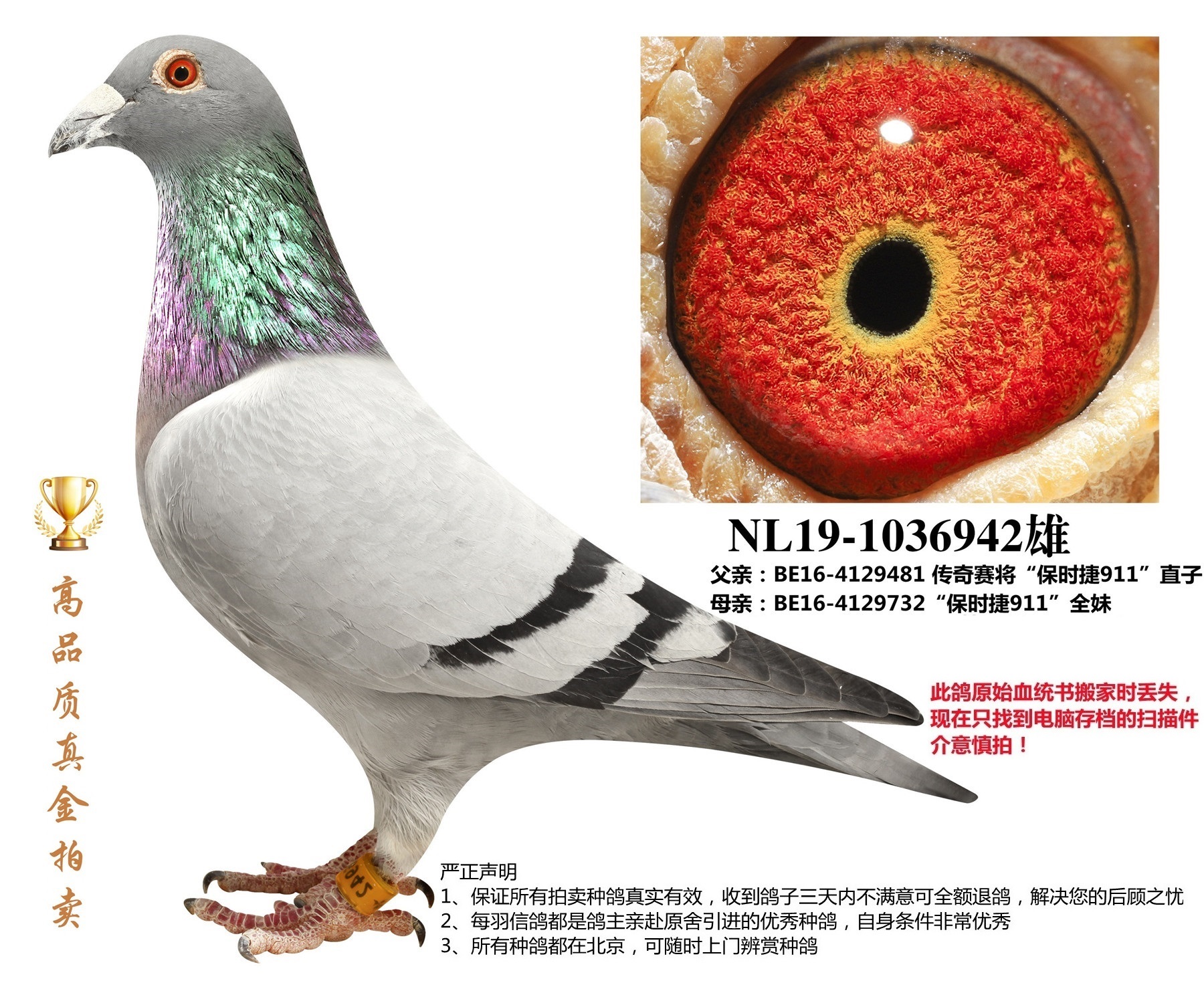 北京首开鸽业 - 中信网铭鸽展厅
