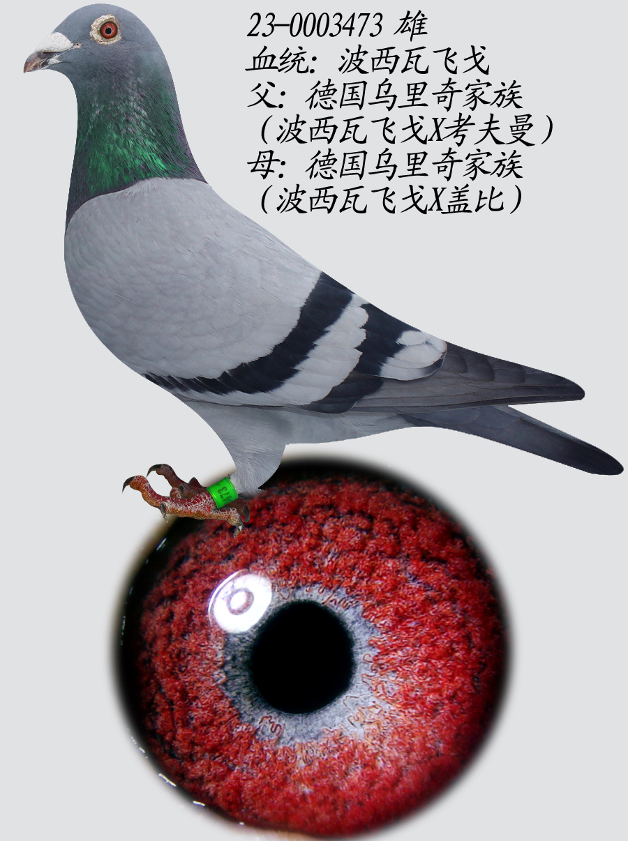 和飞顺鸽业 - 中信网铭鸽展厅