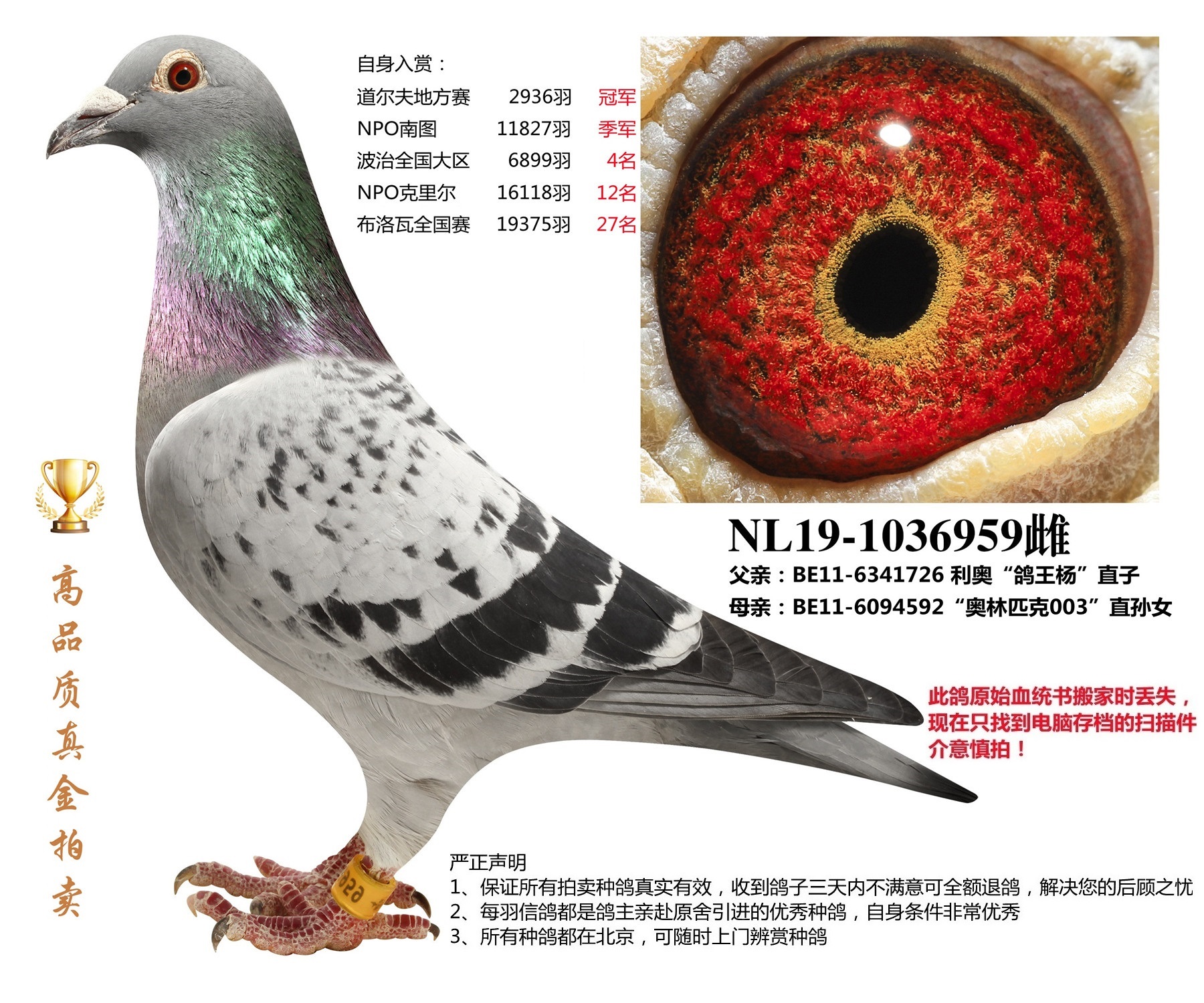 北京首开鸽业 - 中信网铭鸽展厅