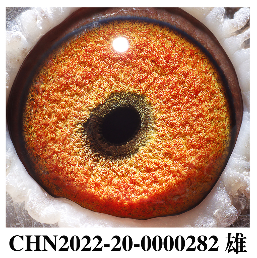 广西周裕军 - 中信网铭鸽展厅