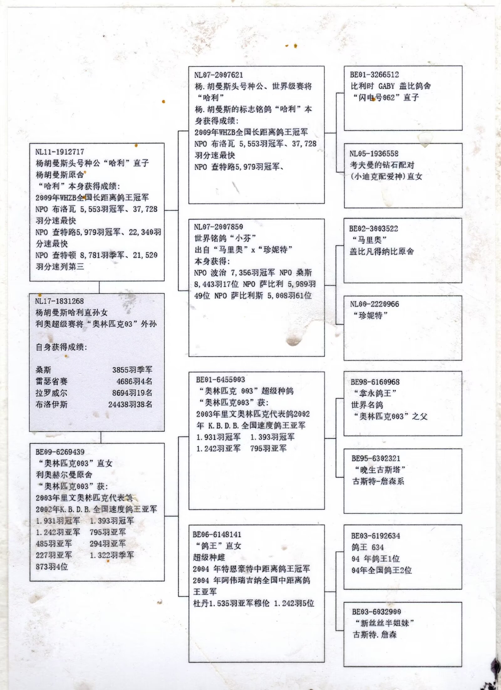 辽宁新纪元鸽业 - 中信网铭鸽展厅