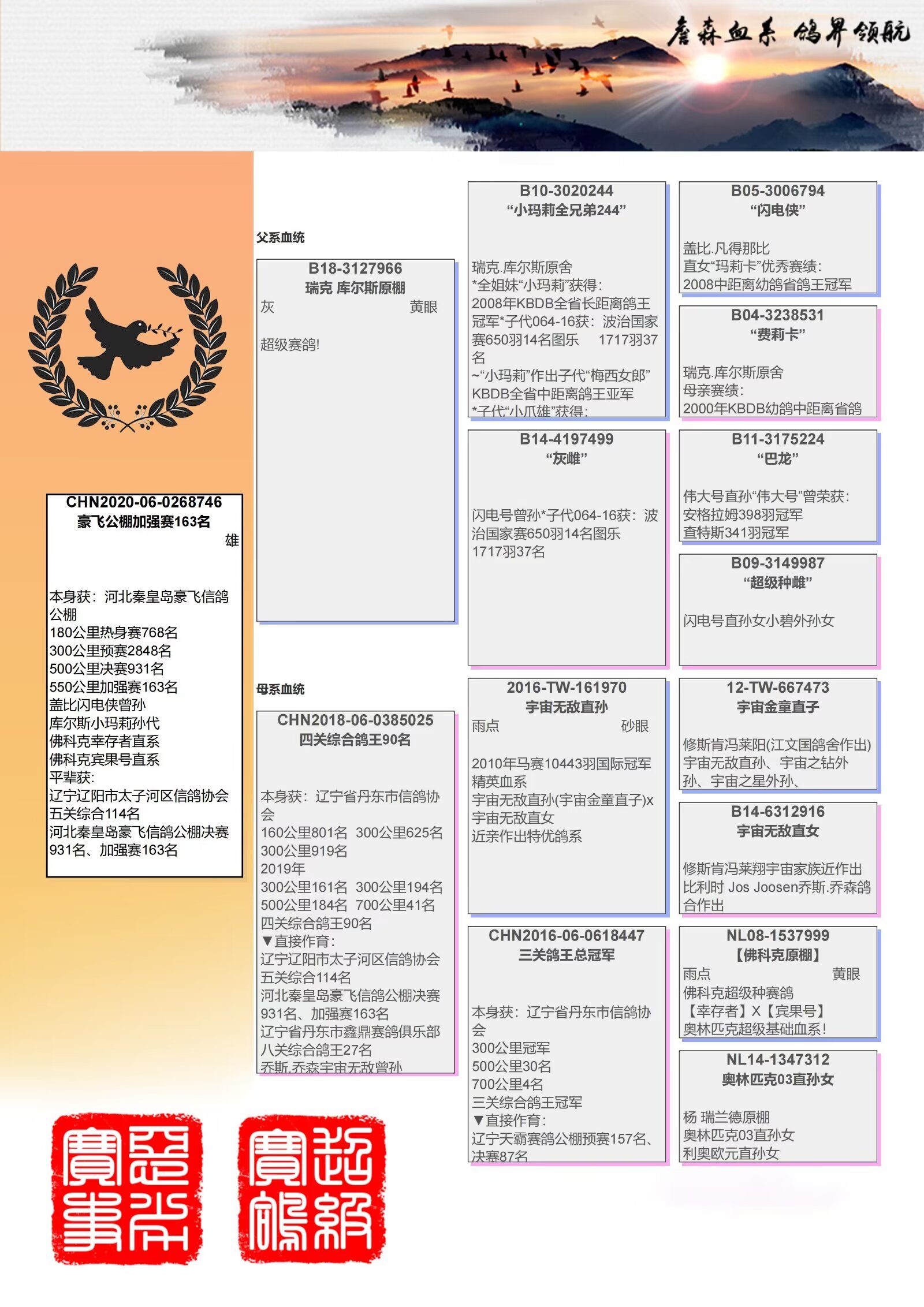 信鸽血统证书图片