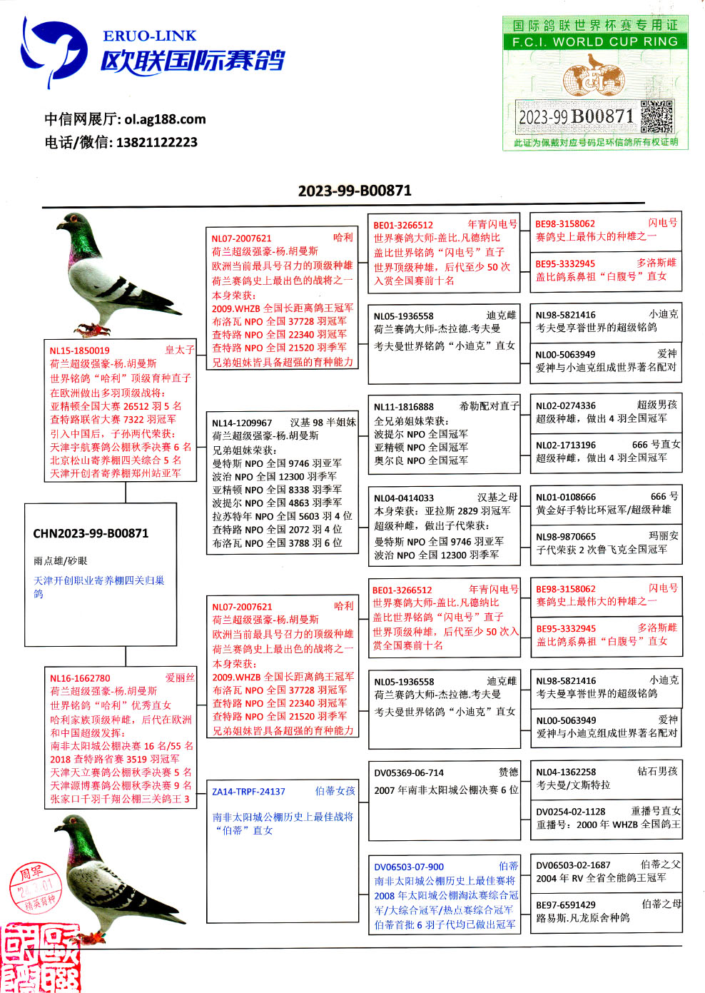 欧联国际赛鸽 - 中信网铭鸽展厅