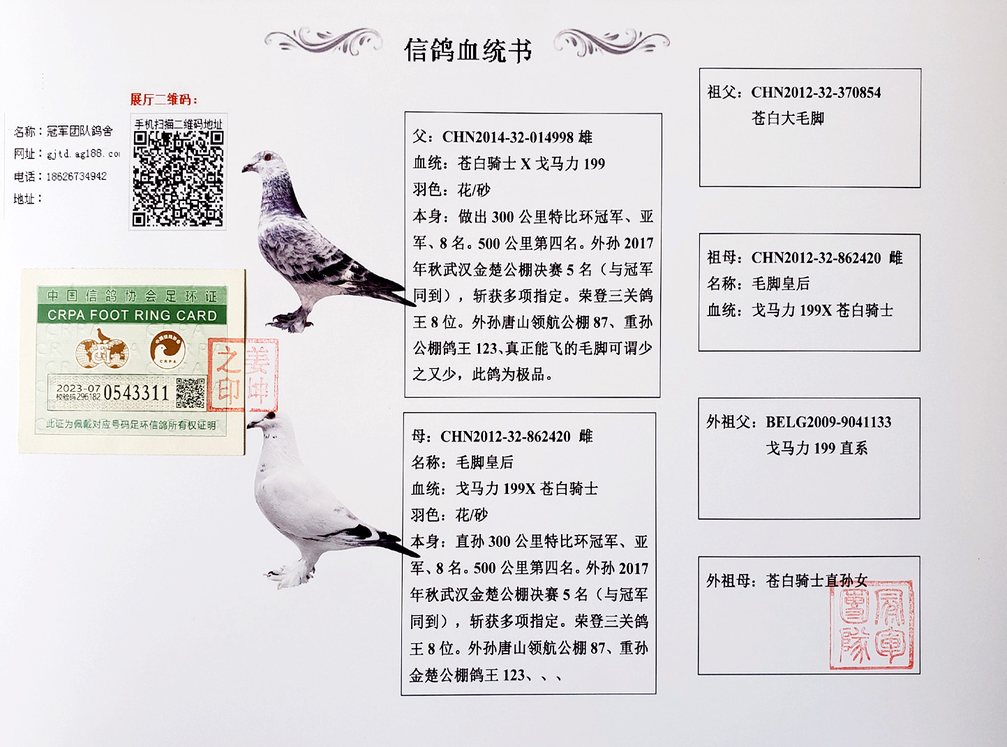 冠军团队鸽舍 - 中信网铭鸽展厅