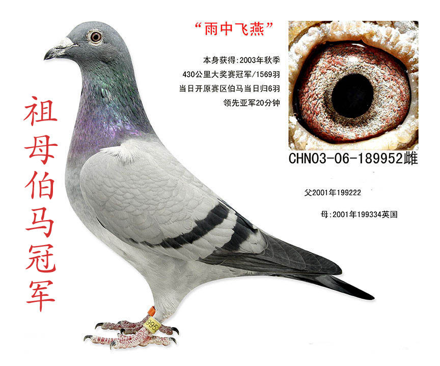 冠军团队鸽舍 - 中信网铭鸽展厅