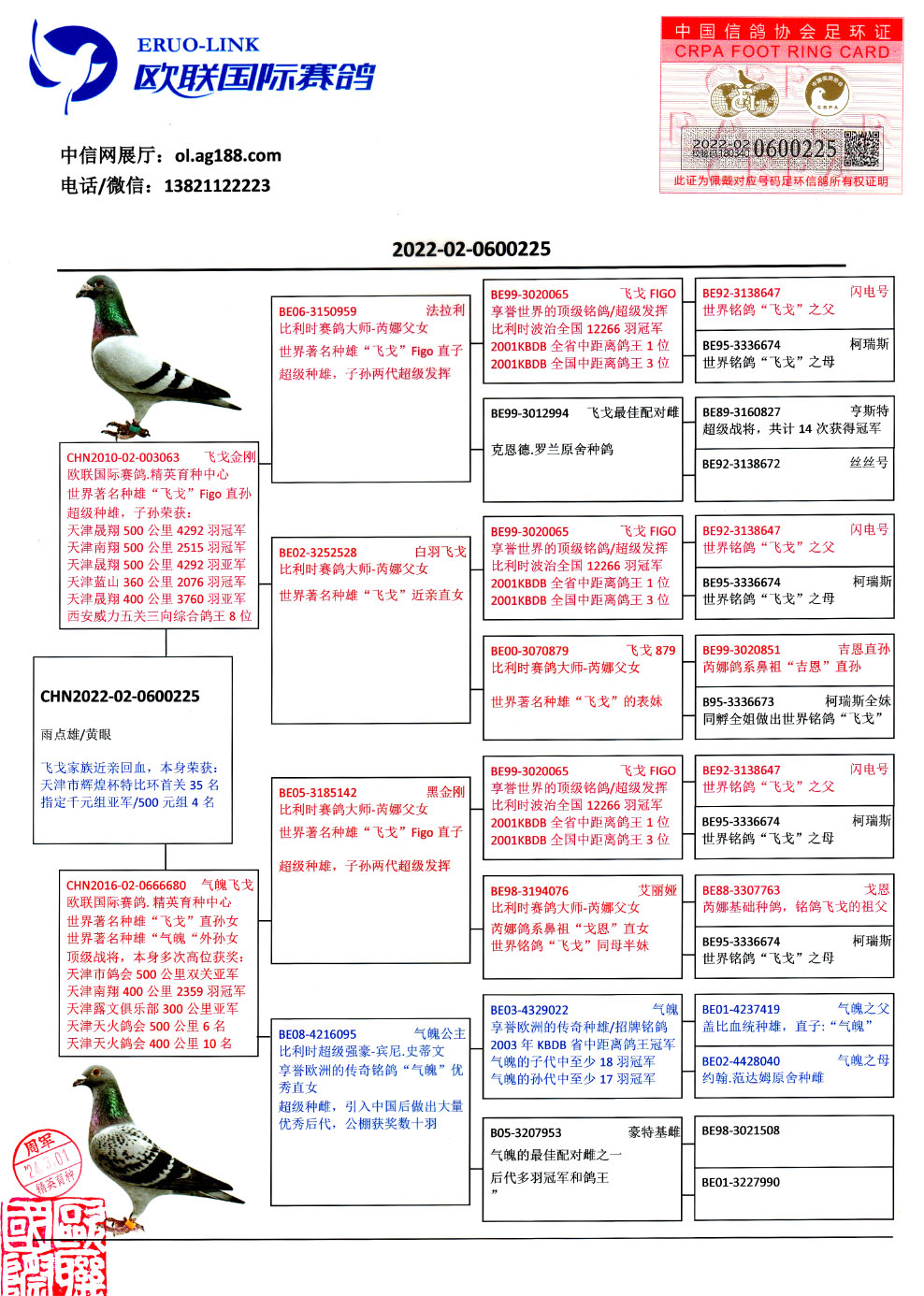 欧联国际赛鸽 - 中信网铭鸽展厅