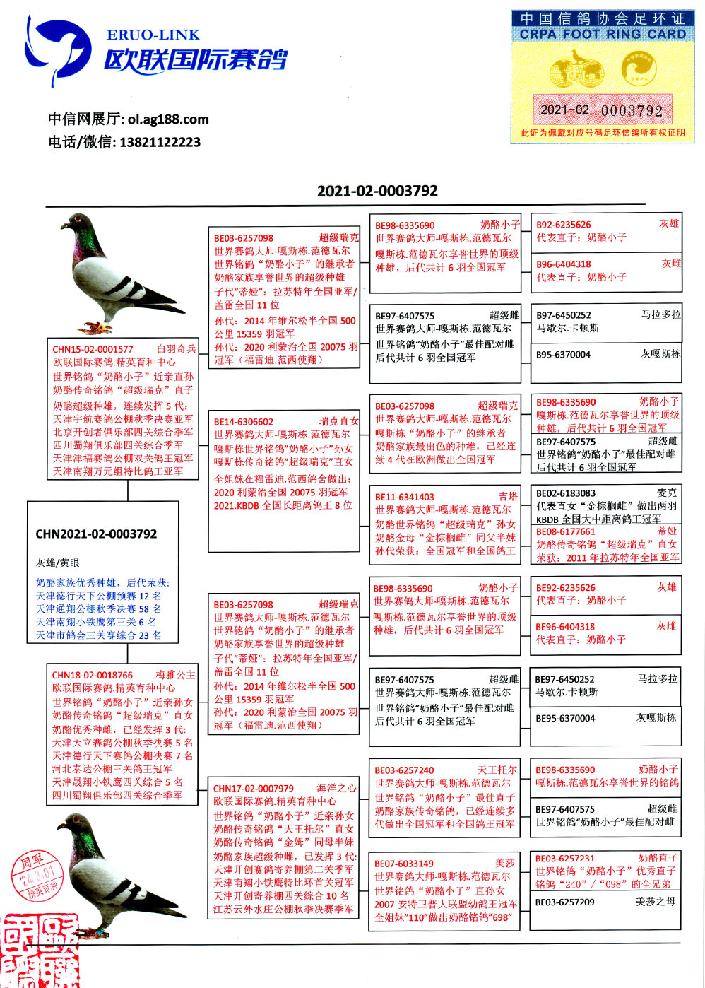 欧联国际赛鸽 - 中信网铭鸽展厅