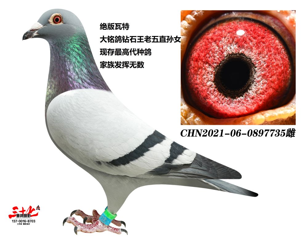 辽宁王牌赛鸽 - 中信网铭鸽展厅