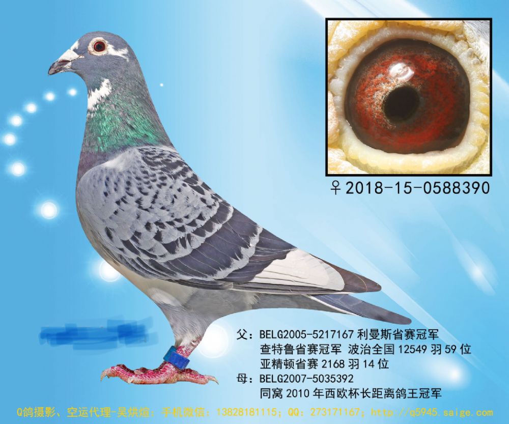 建兴摄影工作室 - 中信网铭鸽展厅