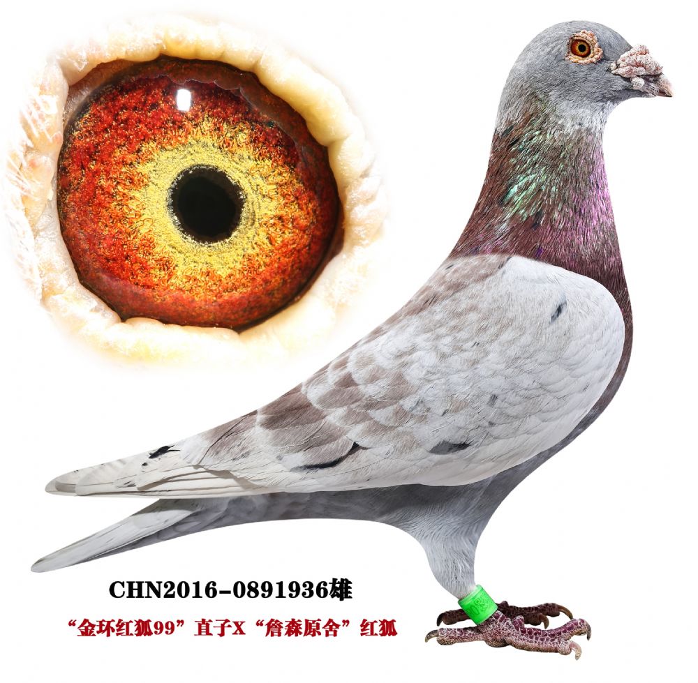 兄弟铭鸽菁英育种中心 - 中信网铭鸽展厅