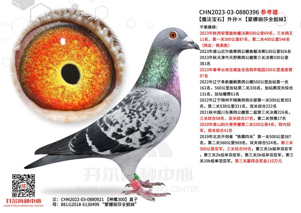 开尔鸽业 - 中信网铭鸽展厅