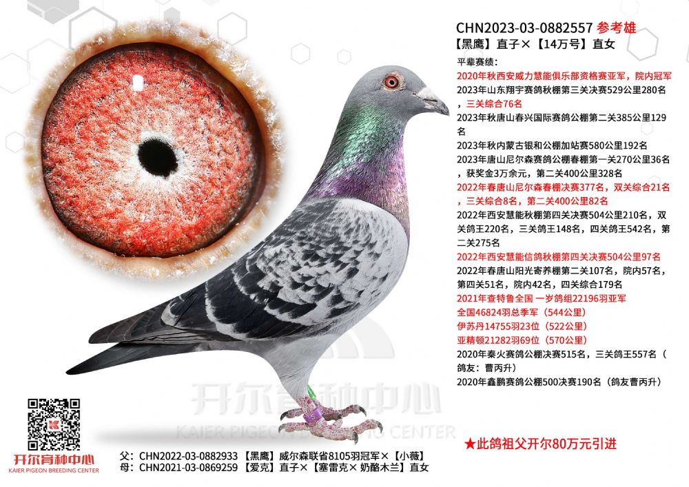 开尔鸽业 - 中信网铭鸽展厅