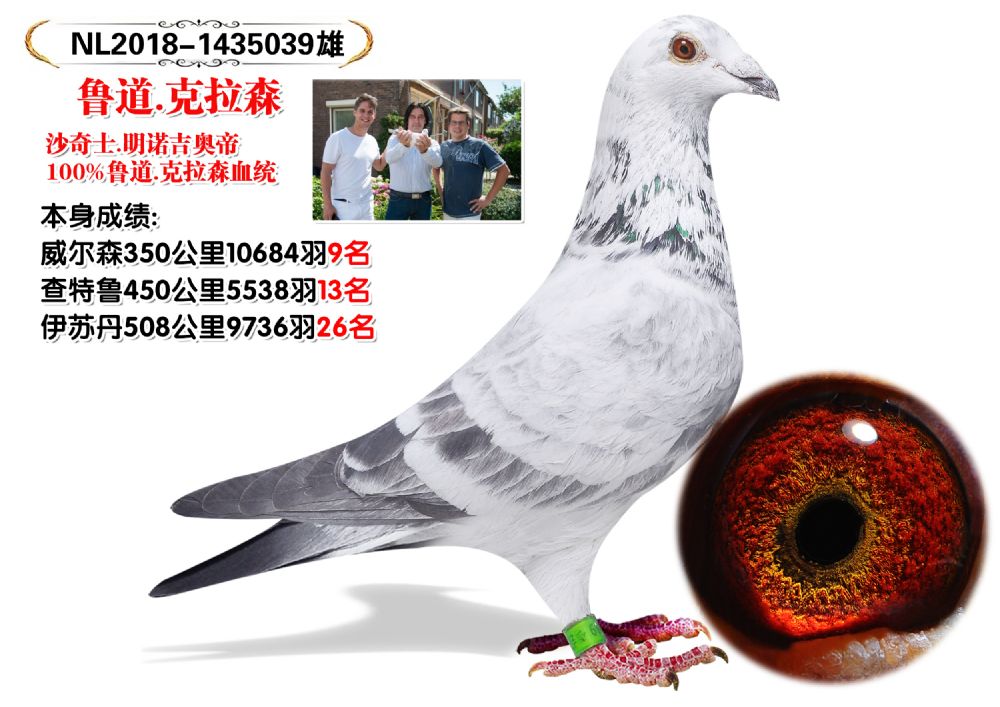 信鸽在线拍卖平台 - 中国信鸽信息网