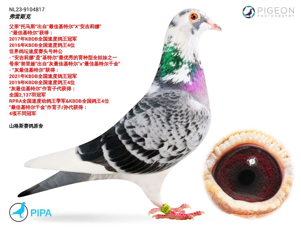 欧联国际赛鸽 - 中信网铭鸽展厅