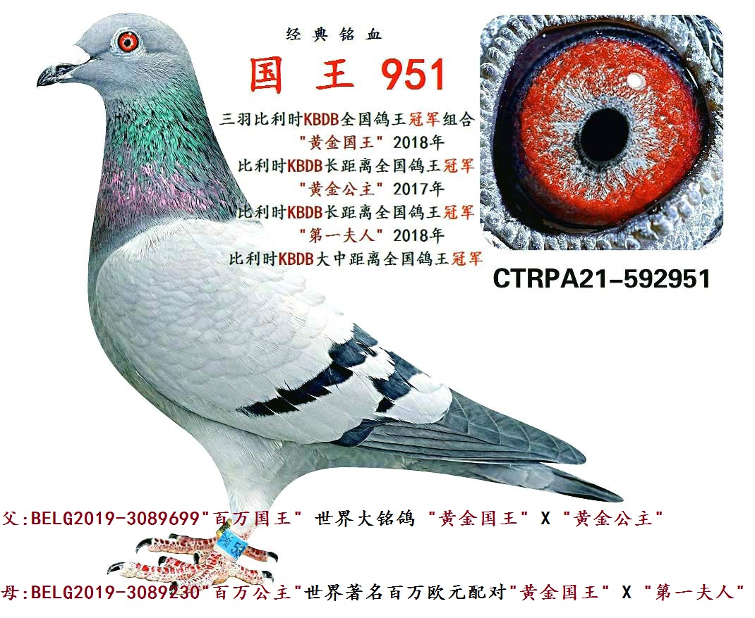 台湾飞鸿集团 - 中信网铭鸽展厅