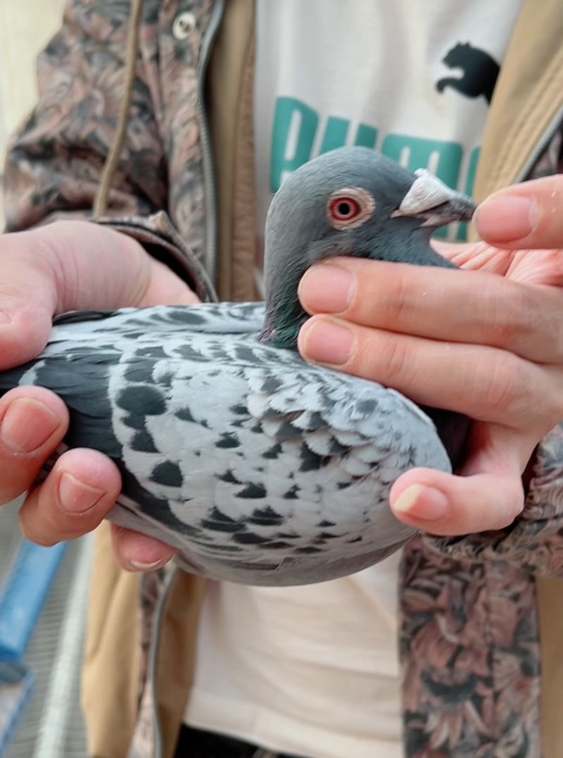 养鸽姑娘跃马地产李思瑶