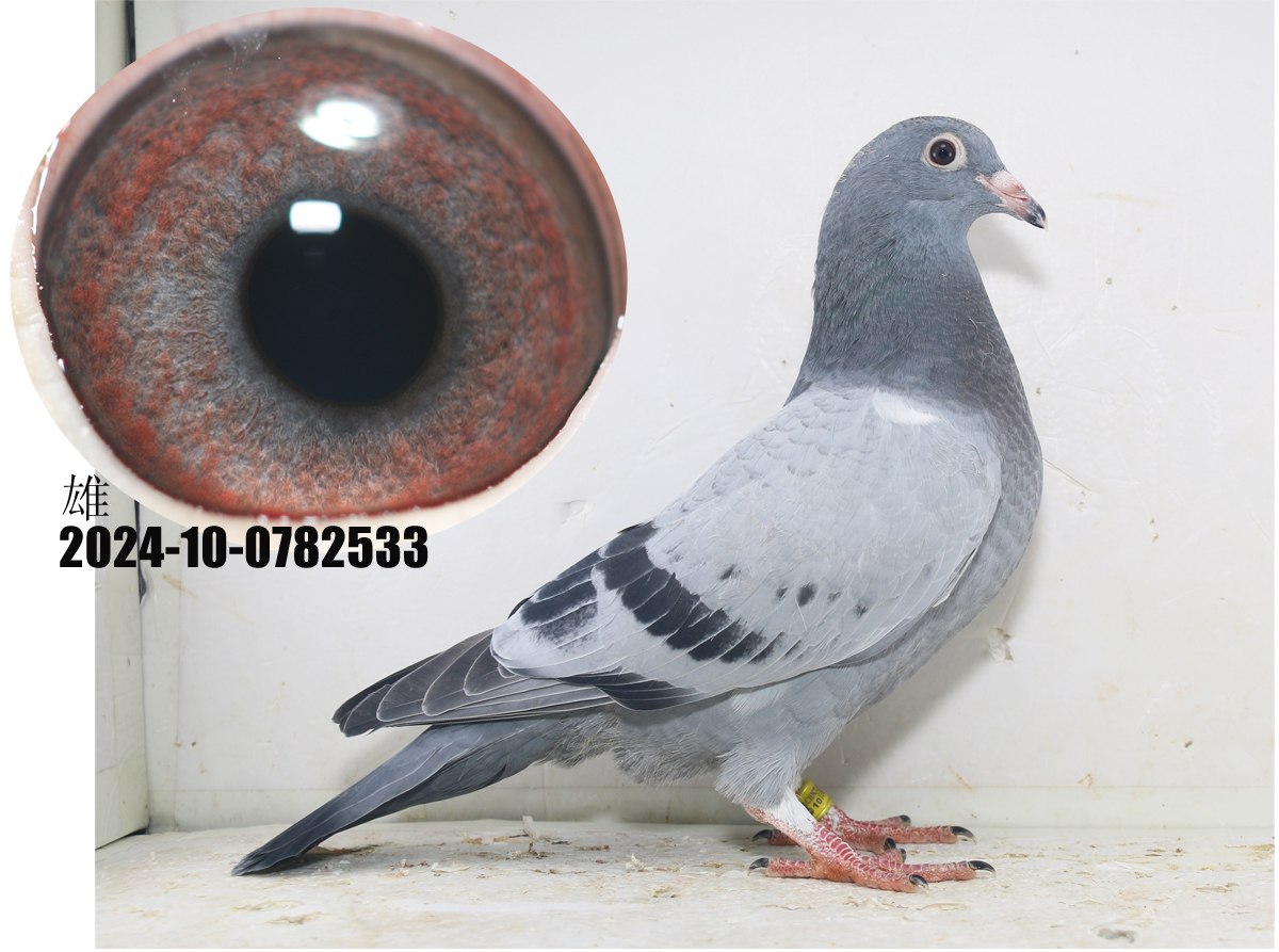 北洋战队 - 中信网铭鸽展厅