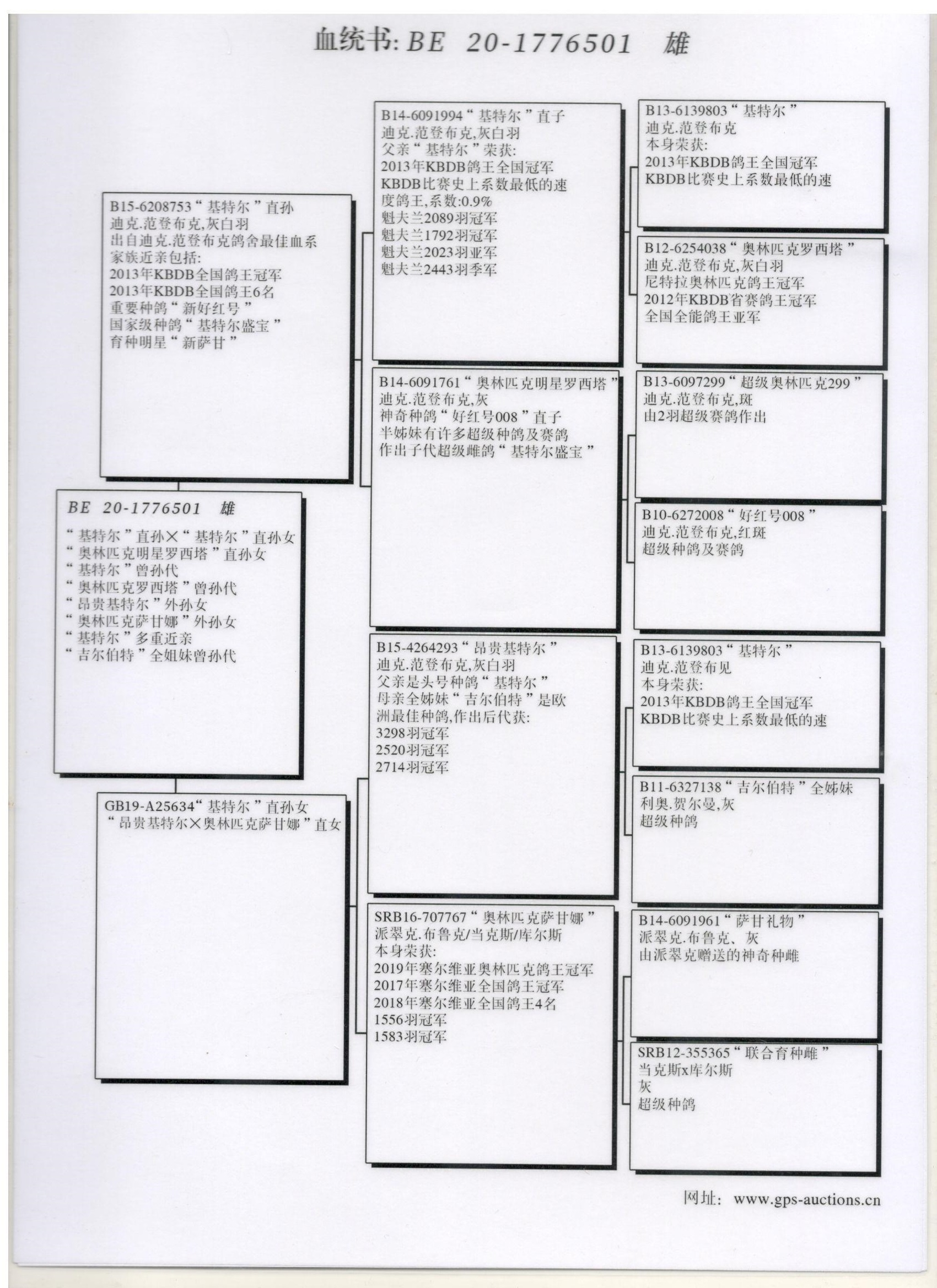 信鸽在线拍卖平台 - 中国信鸽信息网