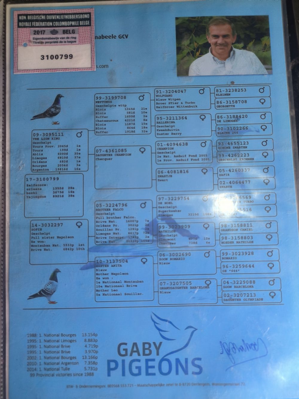 信鸽在线拍卖平台 - 中国信鸽信息网