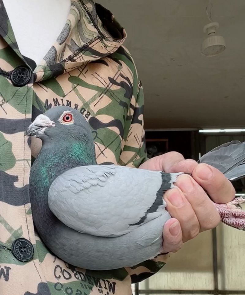 养鸽姑娘跃马地产李思瑶