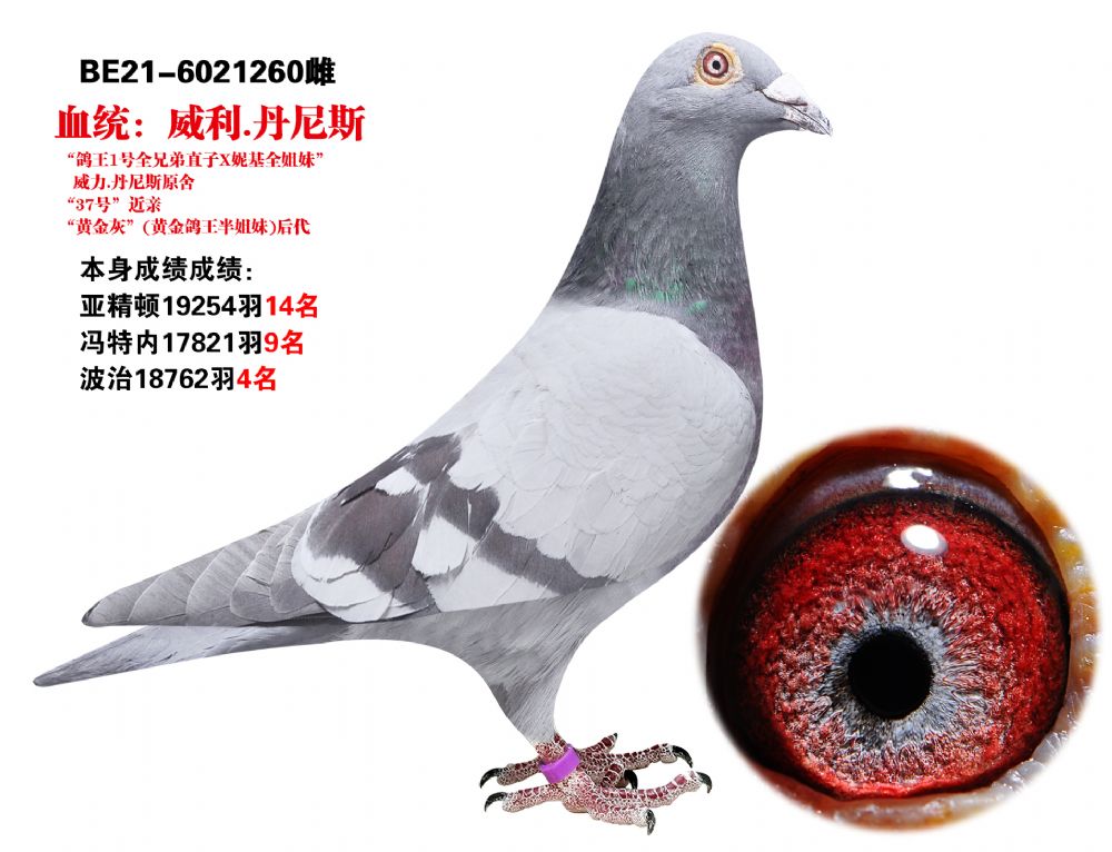 信鸽在线拍卖平台 - 中国信鸽信息网