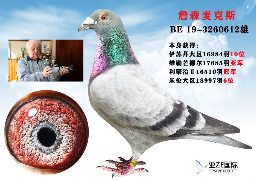 信鸽在线拍卖平台 - 中国信鸽信息网