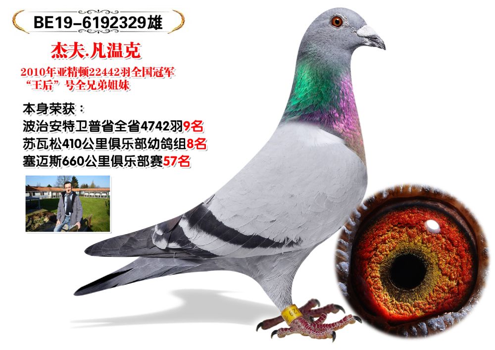 信鸽在线拍卖平台 - 中国信鸽信息网