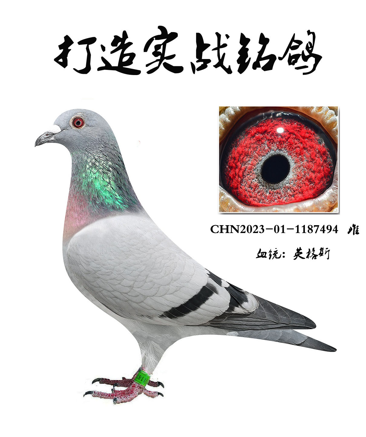 北京史金丰鸽舍在线拍鸽