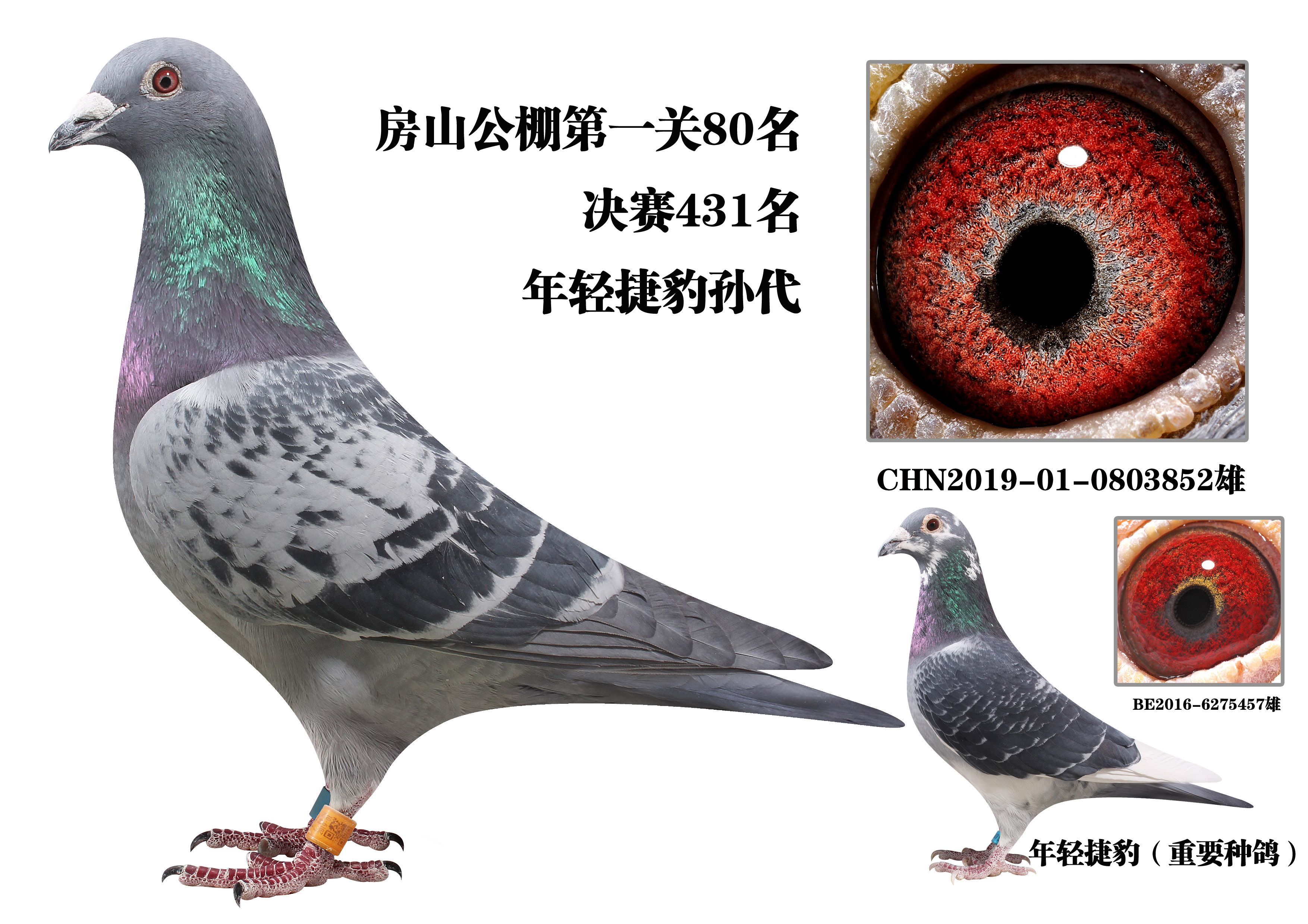 北京信鸽文化传媒 - 中信网铭鸽展厅