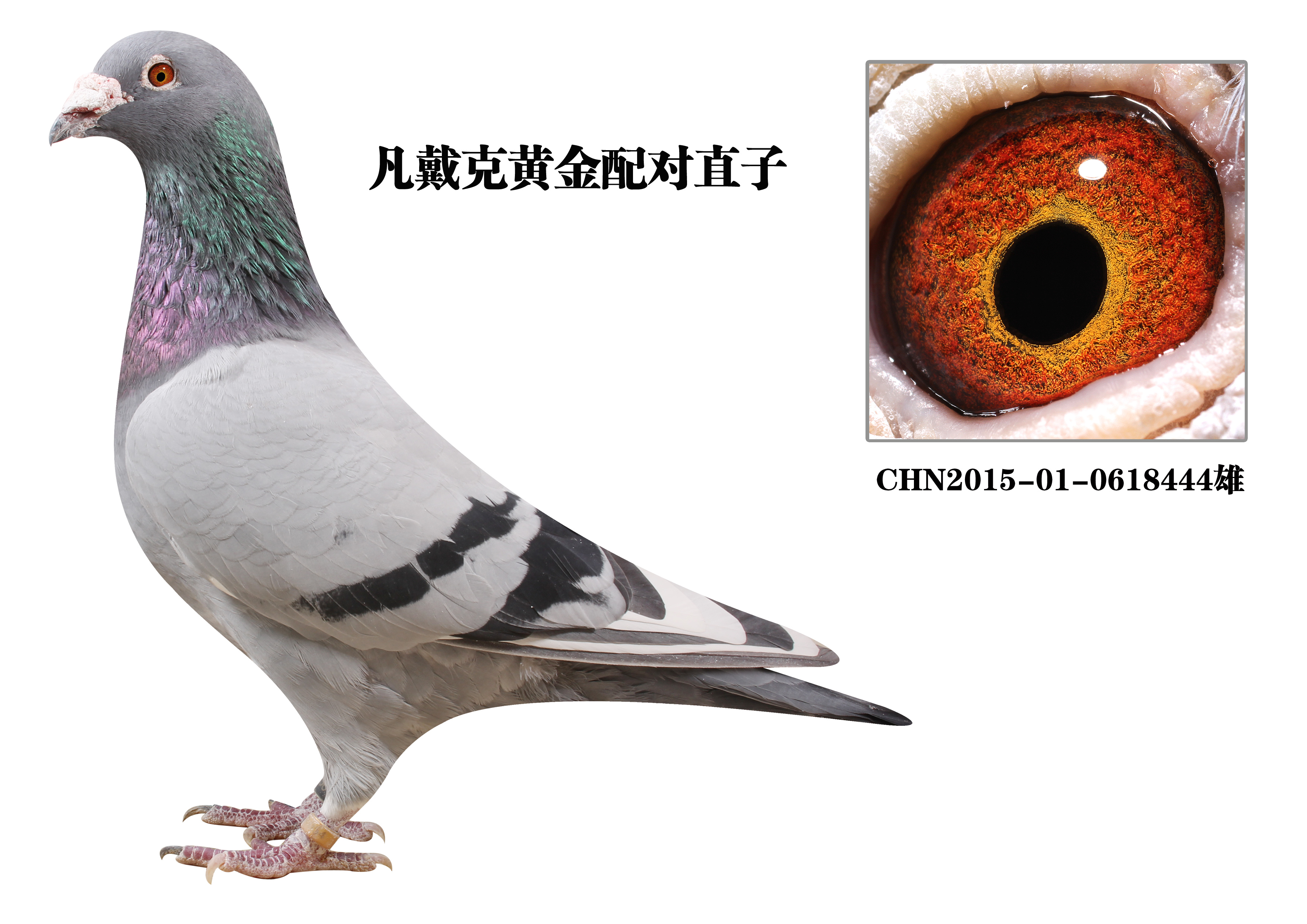 北京信鸽文化传媒 - 中信网铭鸽展厅