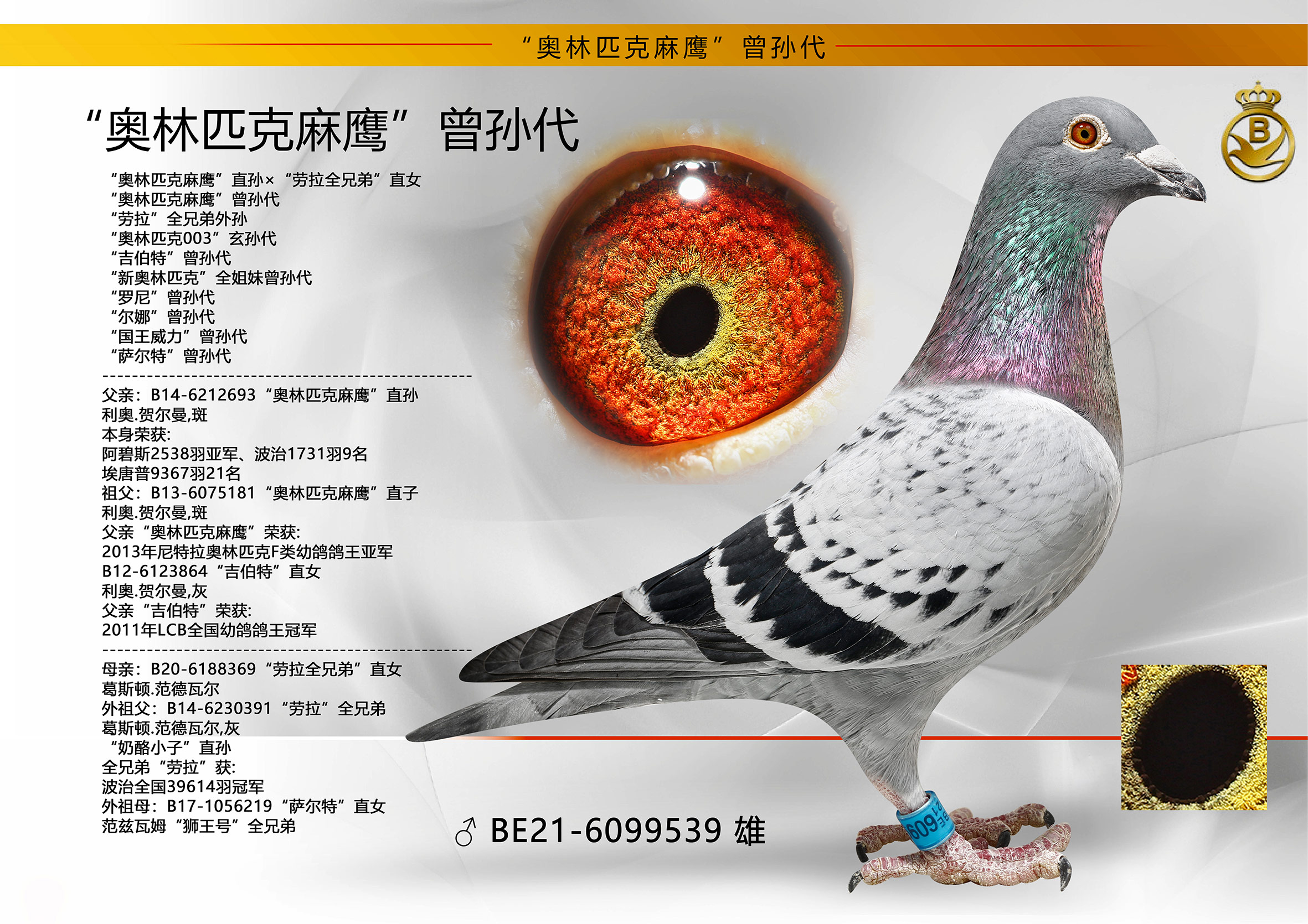 名扬文化精英育种中心 - 中信网铭鸽展厅