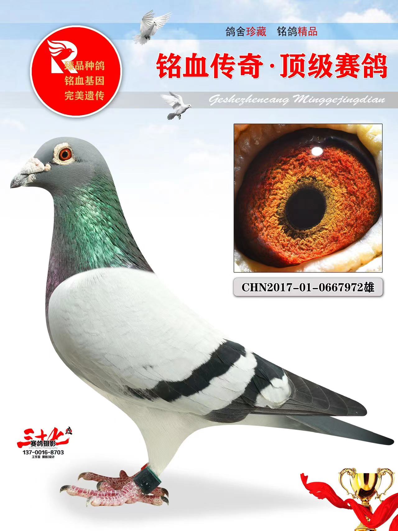 牧鸽文化 - 中信网铭鸽展厅