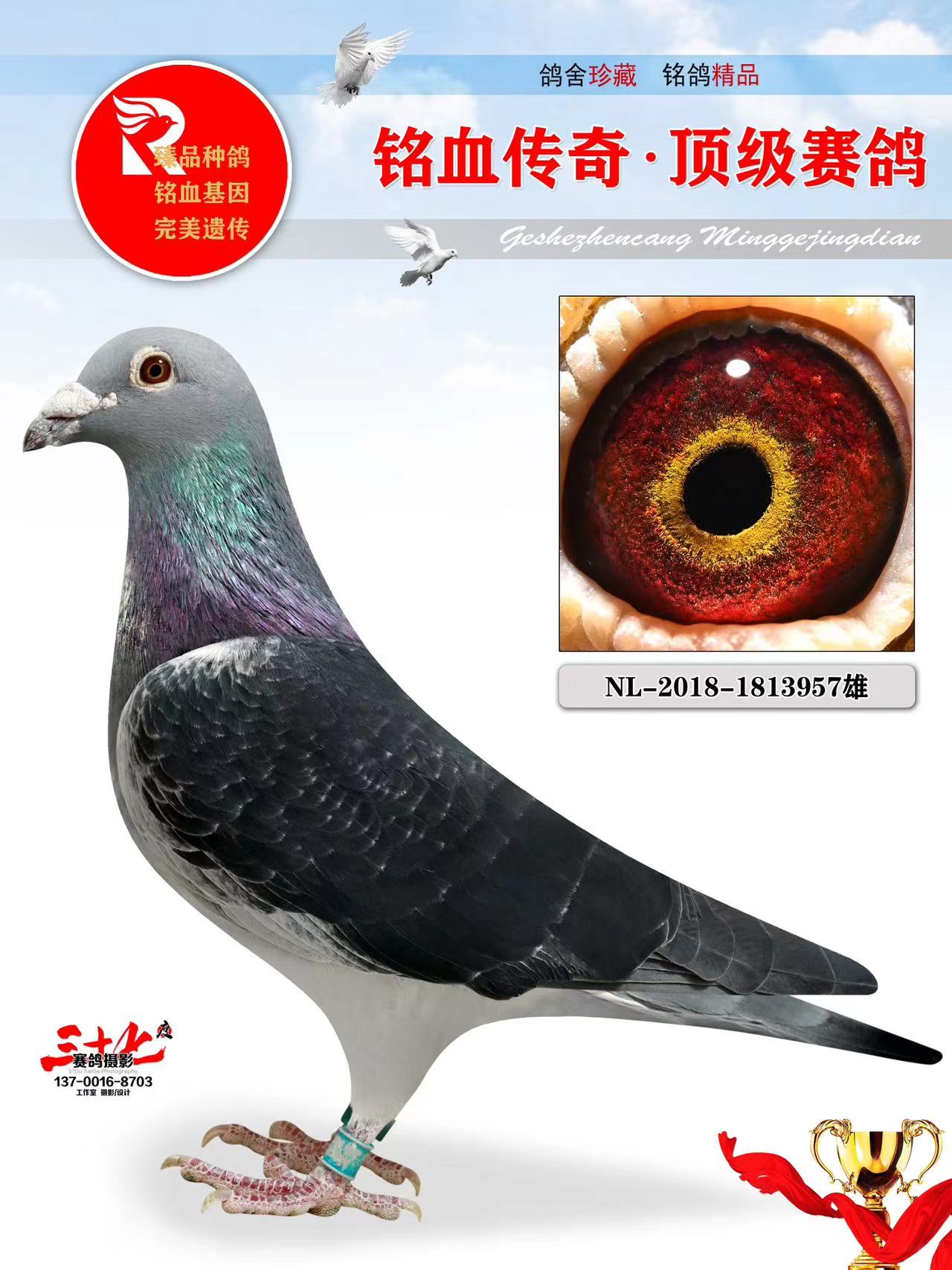 牧鸽文化 - 中信网铭鸽展厅