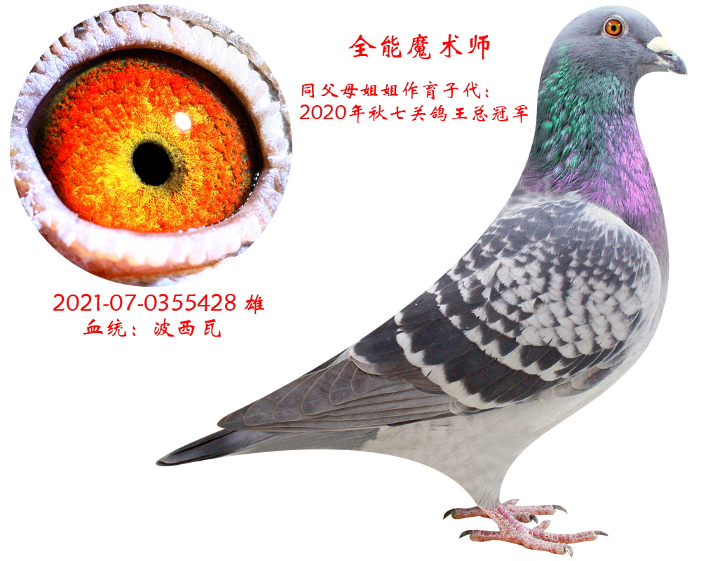 皇家金牌鸽业 - 中信网铭鸽展厅