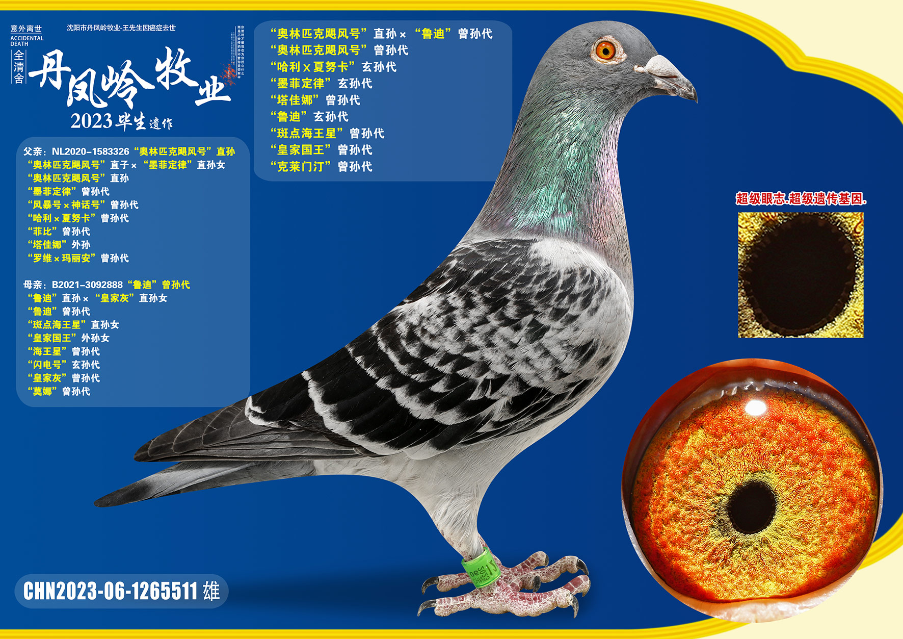 名扬文化精英育种中心 - 中信网铭鸽展厅