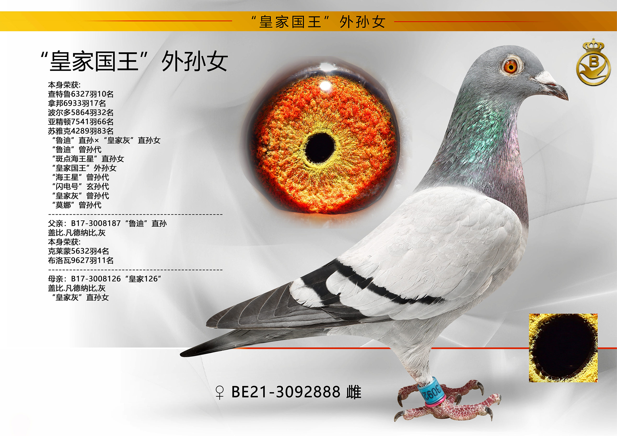 名扬文化精英育种中心 - 中信网铭鸽展厅