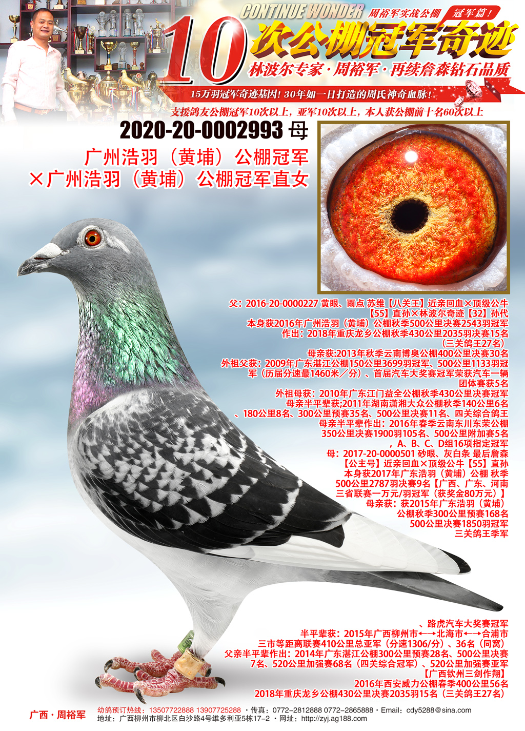 广西周裕军 - 中信网铭鸽展厅