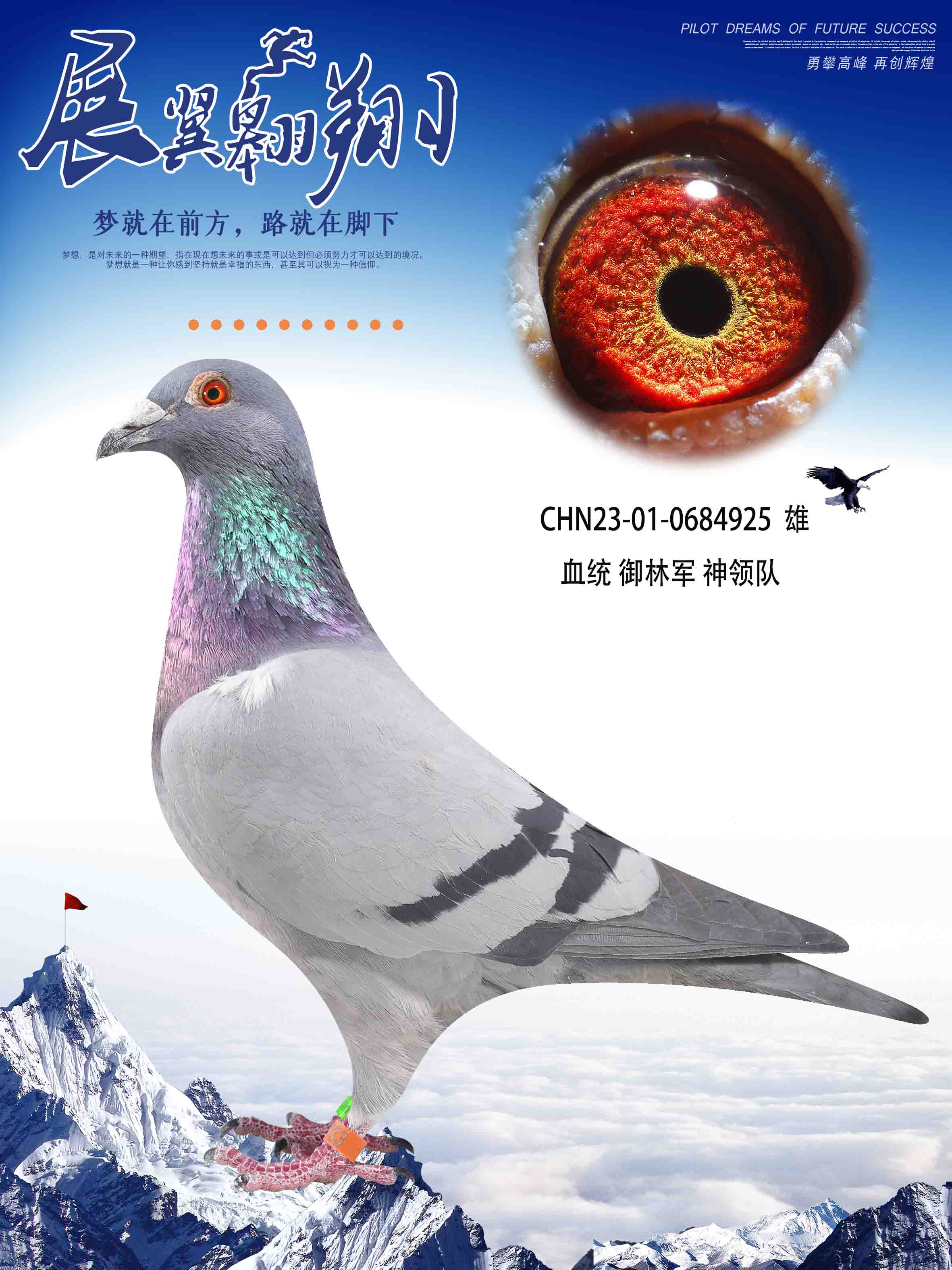 信鸽在线拍卖平台 - 中国信鸽信息网
