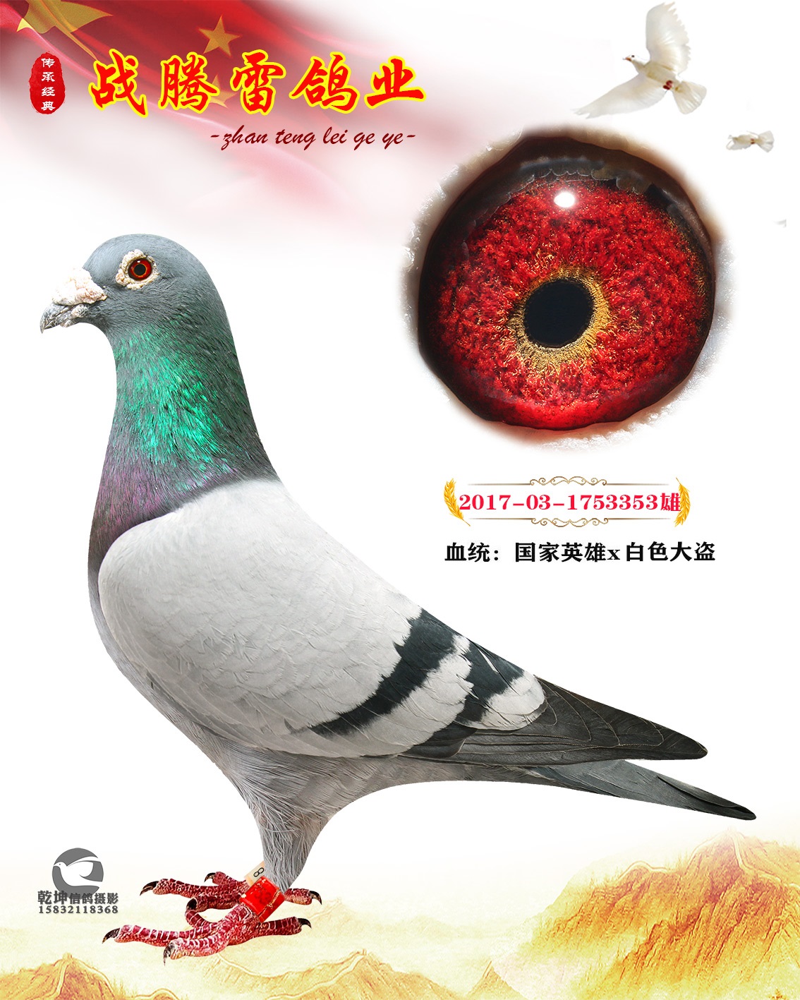 战腾雷鸽业 - 中信网铭鸽展厅