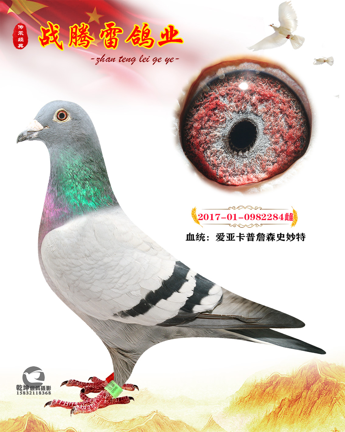 战腾雷鸽业在线拍鸽