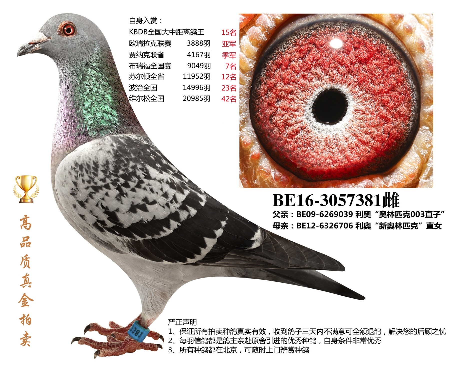 北京首开鸽业 - 中信网铭鸽展厅