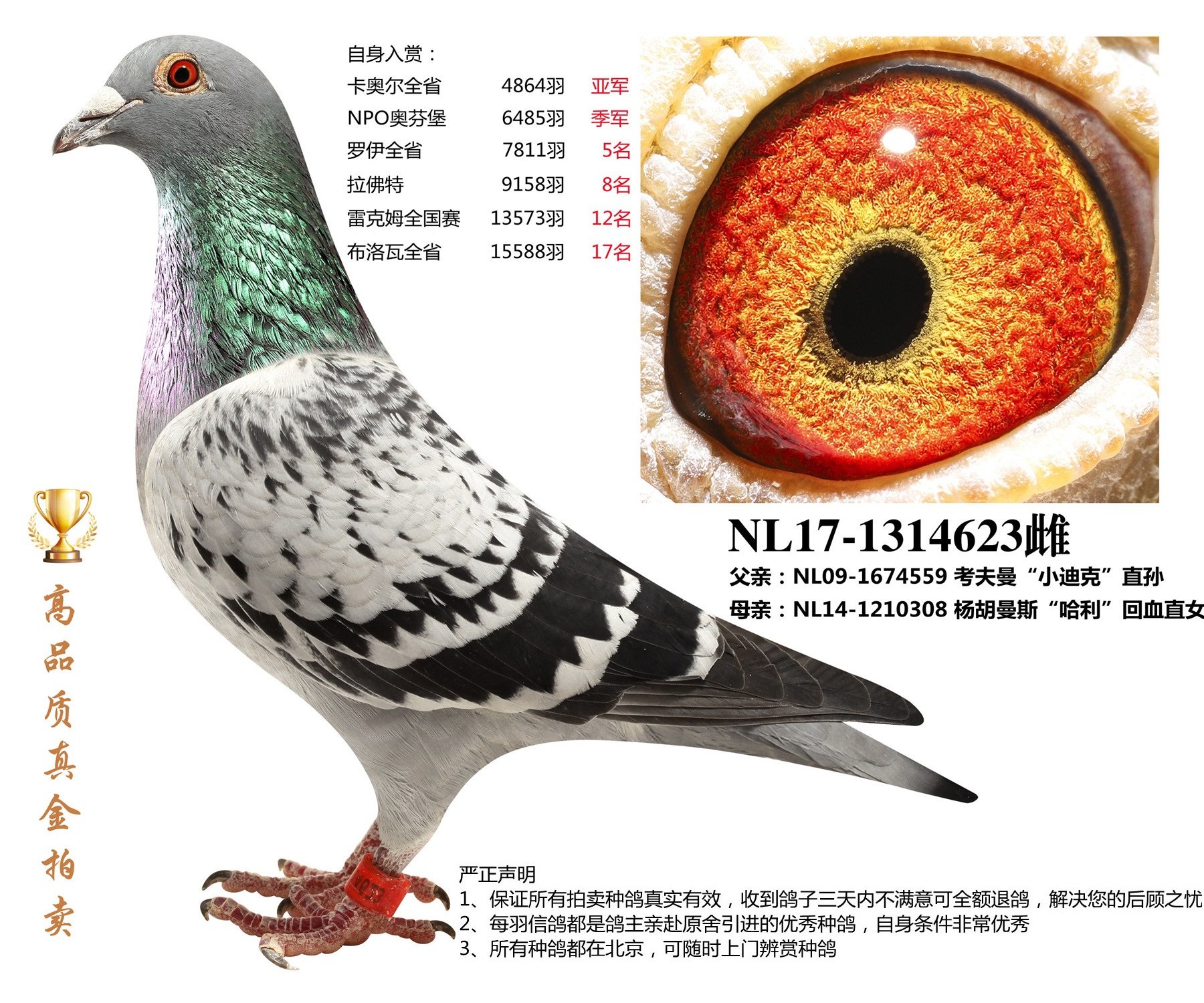 北京首开鸽业 - 中信网铭鸽展厅