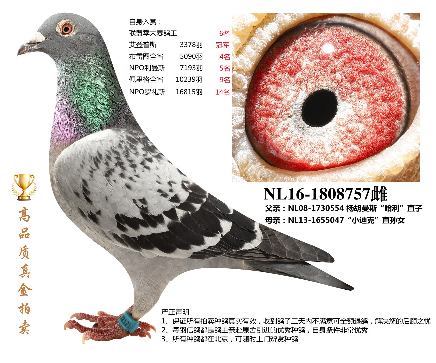 北京首开鸽业 - 中信网铭鸽展厅