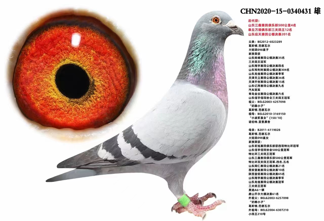 中国龙轩鸽业 - 中信网铭鸽展厅