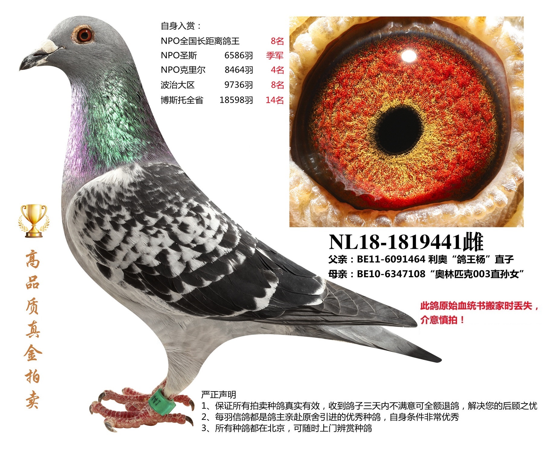 北京首开鸽业 - 中信网铭鸽展厅