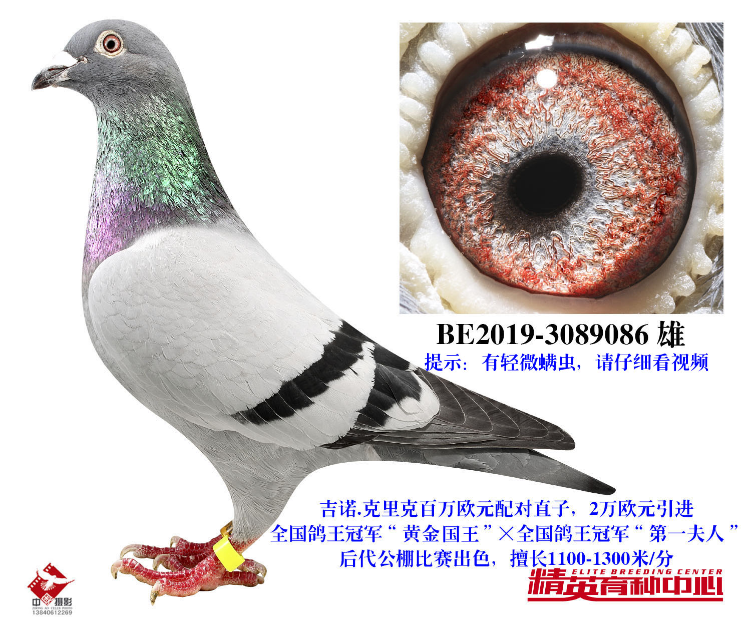 欧联国际赛鸽 - 中信网铭鸽展厅