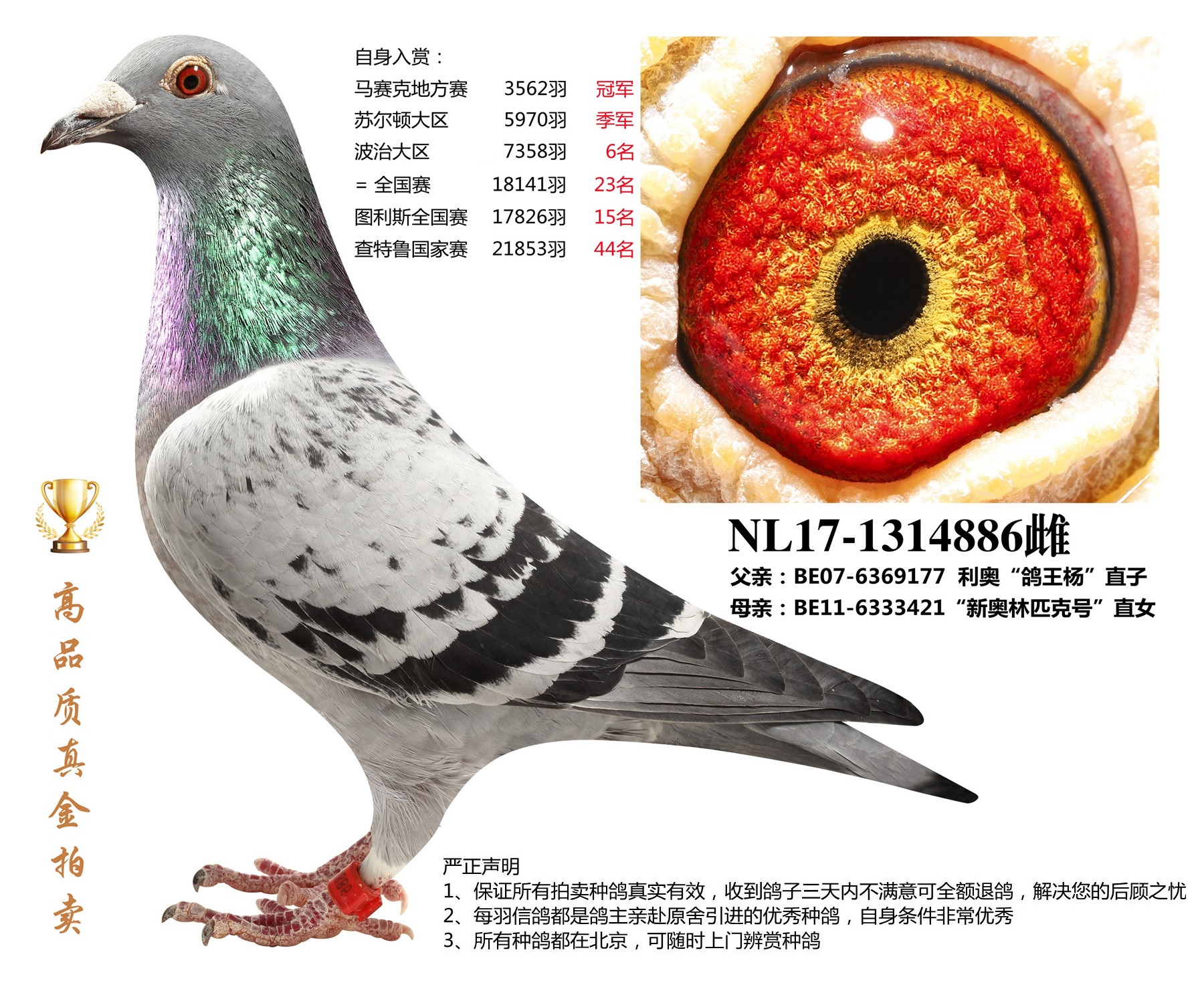 北京首开鸽业