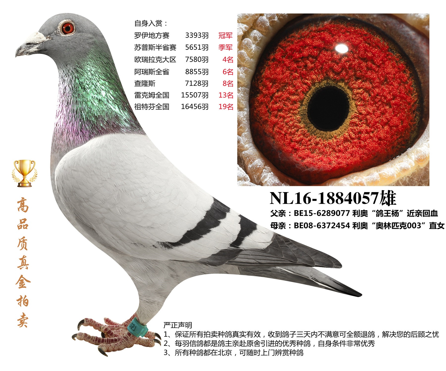 北京首开鸽业 - 中信网铭鸽展厅