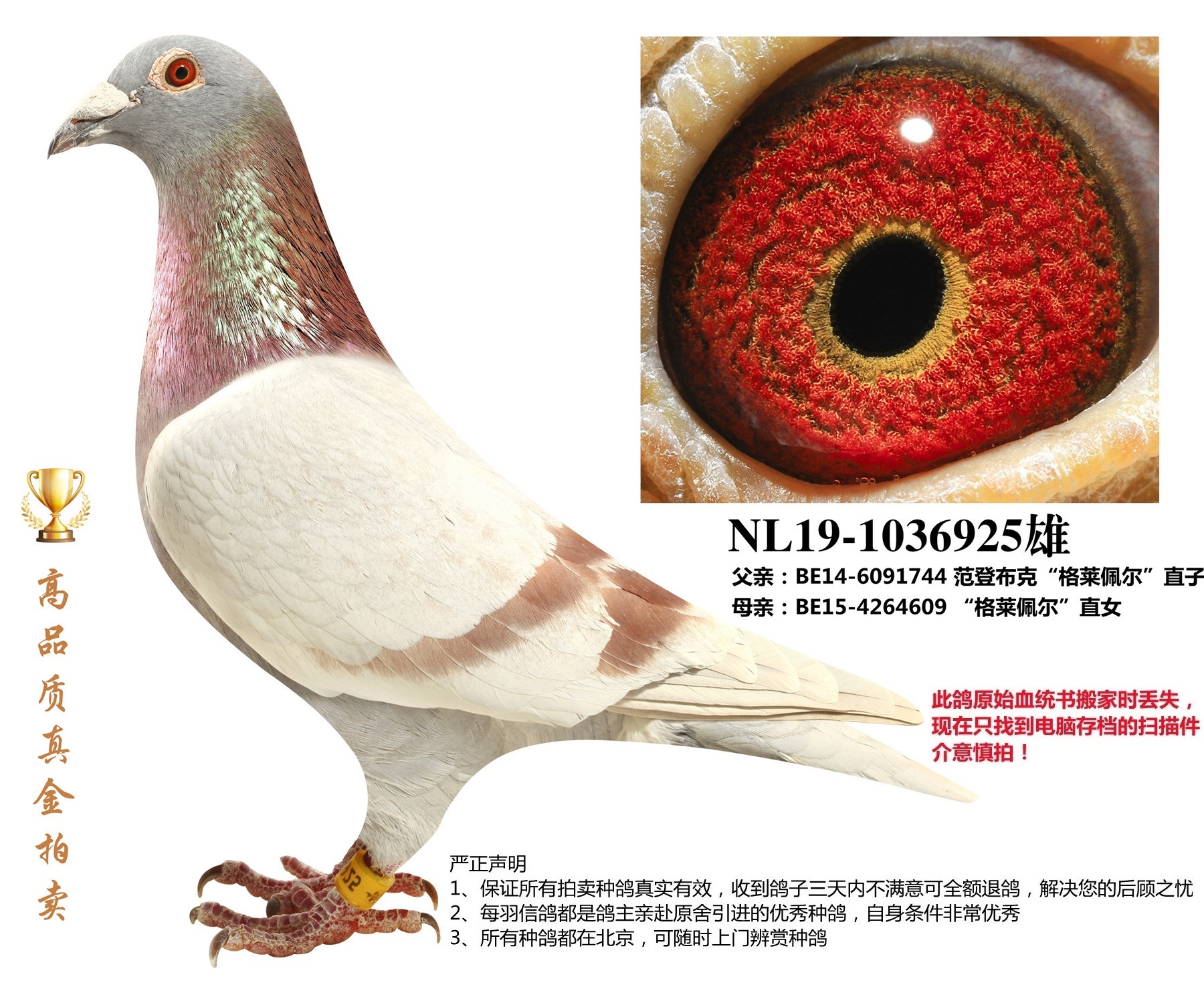 当前位置>在线拍鸽首页>拍鸽专题>查看商品原版血统书相关视频商品