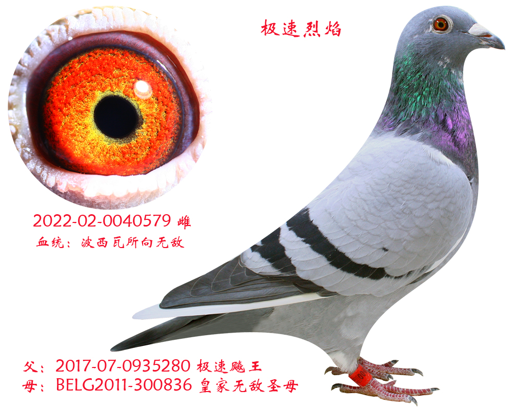 皇家金牌鸽业 - 中信网铭鸽展厅